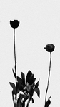 チューリップ.png